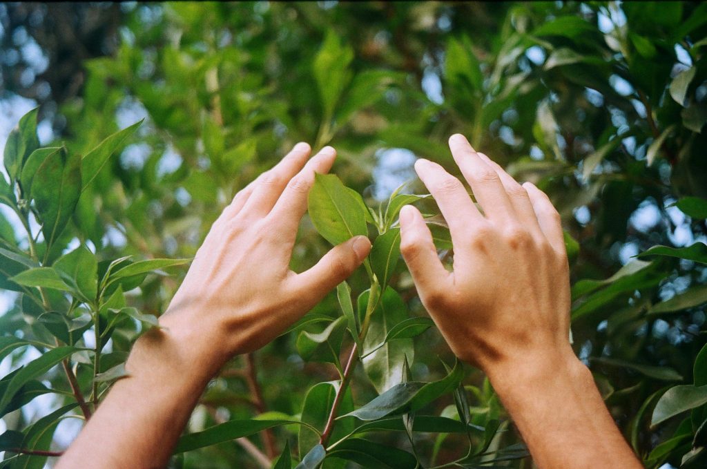 Close-up of hands reaching through vibrant greenery with soft sunlight filtering through.
